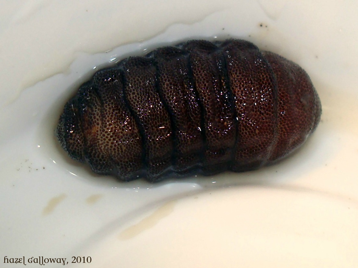 rodent-bot-fly-larvae-mountain-lake-biological-station-u-va